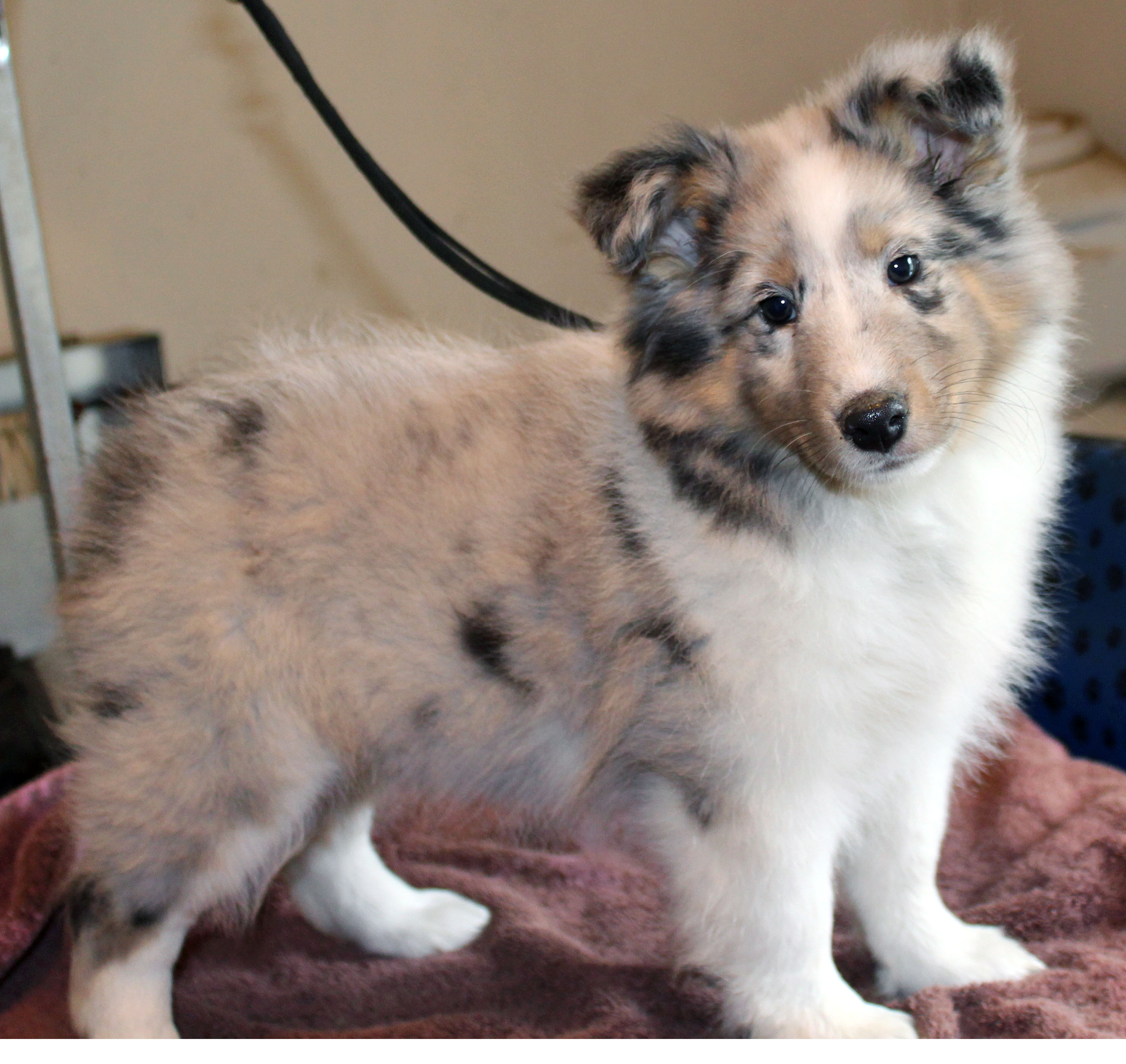 Blue Female Sold All Star Shelties